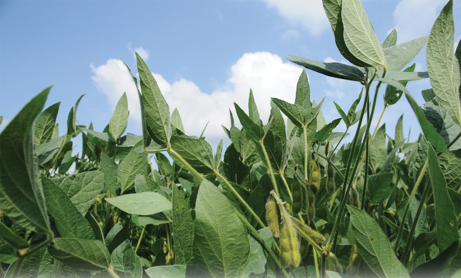 LAND AUCTION - 119+/- ACRES OFFERED IN 4 TRACTS IN HAMILTON COUNTY, INDIANA